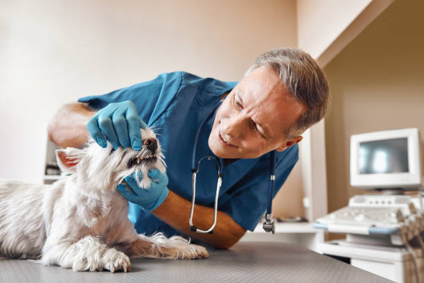 Best Same-Day Emergency Dental Services in Amityville, NY